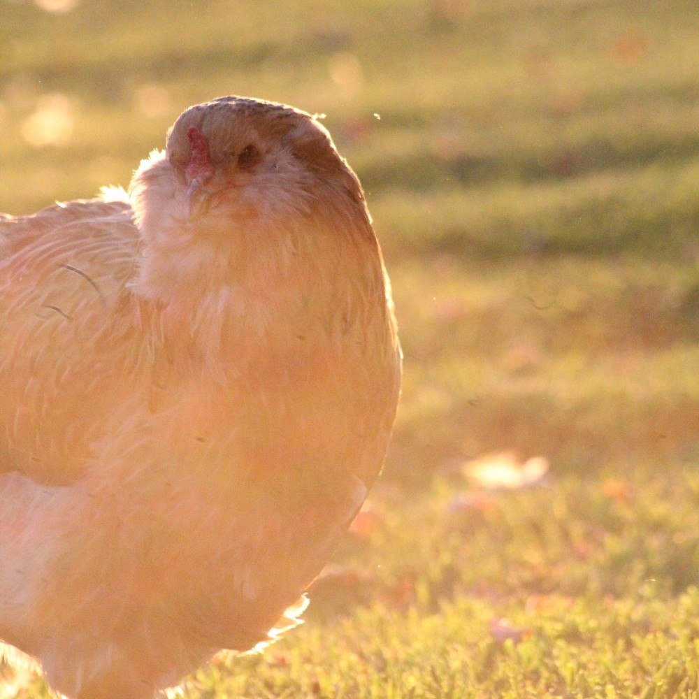 Meet your Posher, Kate